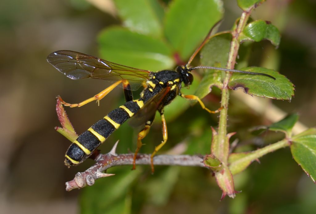 Ichneumonidae: Metopius sp. ?  S, Metopius cfr. dentatus